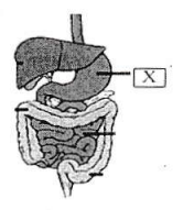Perhatikan Gambar Organ Pencernaan Berikut Enz Perhatikan Gambar Organ Pencernaan Berikut Enz