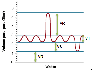 Secara Berurutan Volume Udara Suplementer Dan Volu